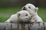 WESTIE 502